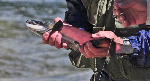 Kokanee salmon closeup